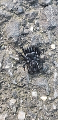 Sphodros niger