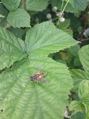 Helophilus pendulus