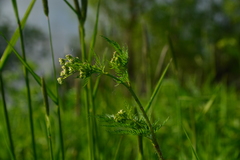 Chaerophyllum prescottii