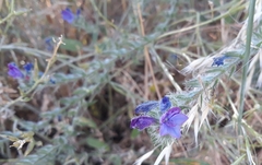 Echium creticum