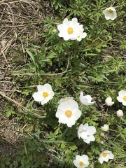 Anemonoides sylvestris