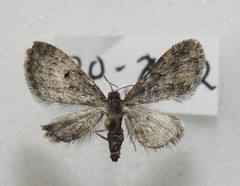 Eupithecia lariciata