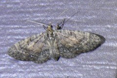 Eupithecia lariciata