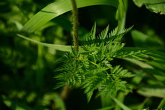 Chaerophyllum prescottii