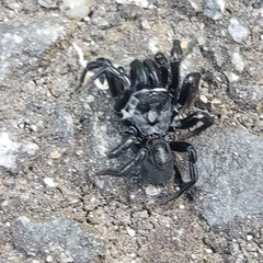 Sphodros niger