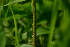Chaerophyllum prescottii