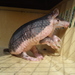 Southern Naked-tailed Armadillo - Photo (c) Diego Naranjo, some rights reserved (CC BY-NC), uploaded by Diego Naranjo