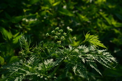 Chaerophyllum prescottii