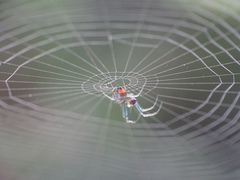 Leucauge argyrobapta