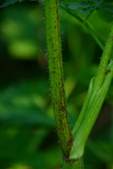 Chaerophyllum prescottii