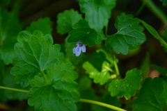Glechoma hederacea