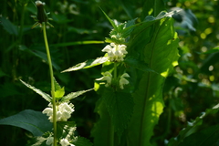 Lamium album
