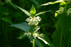 Lamium album
