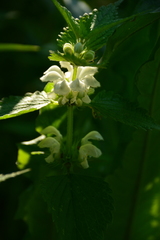 Lamium album