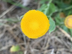 Helichrysum setosum