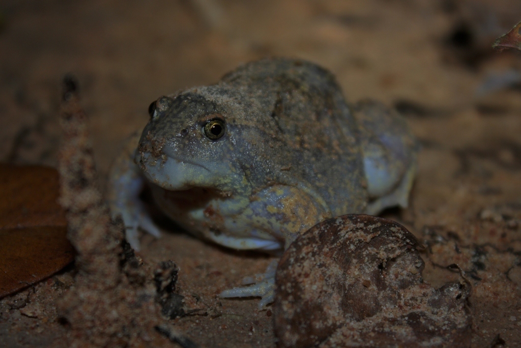 Squat Frogs