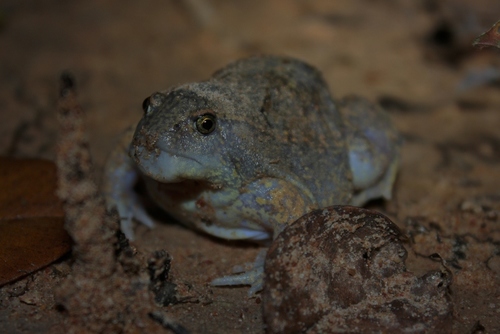 Glyphoglossus molossus (Amphibians of Thailand) · iNaturalist