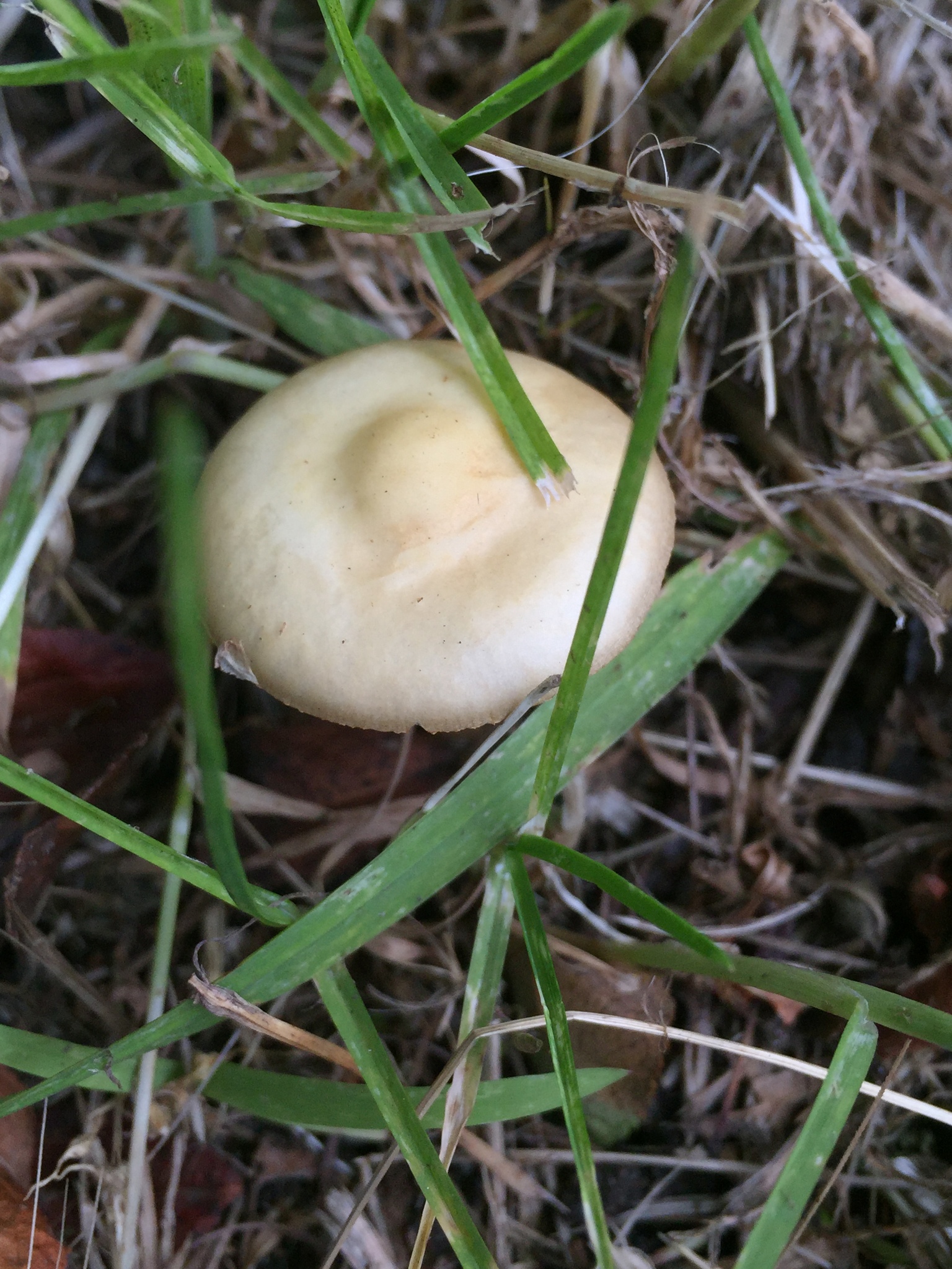 Agrocybe putaminum image