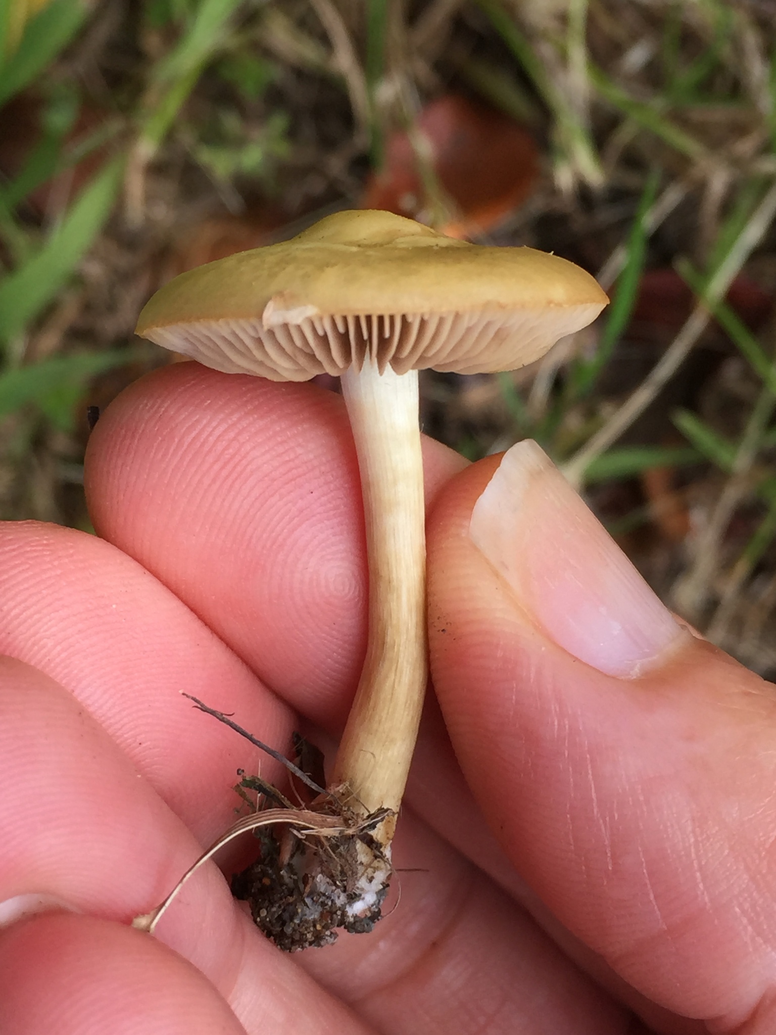 Agrocybe putaminum image