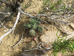Euphorbia braunsii