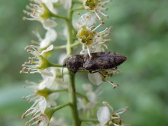 Prosternon tessellatum