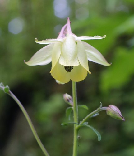 Aquilegia buergeriana iNat (3)