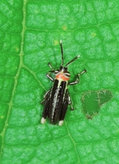 Proctolabinae