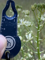 Toxicoscordion fontanum