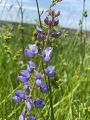 Lupinus perennis