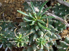 Euphorbia braunsii