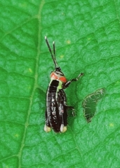 Proctolabinae