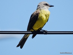 Tyrannus melancholicus