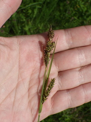 Carex hartmanii