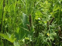 Carex hartmanii