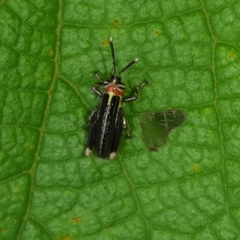 Proctolabinae