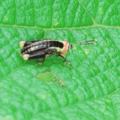 Proctolabinae