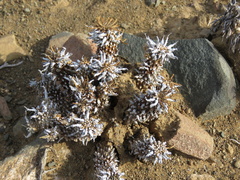 Euphorbia braunsii