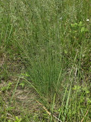 Festuca valesiaca