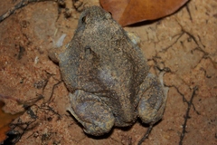 Glyphoglossus molossus