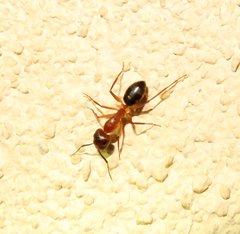 Camponotus inaequalis