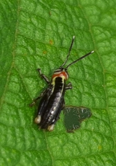 Proctolabinae