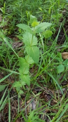 Eupatorium rotundifolium