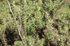 Aspalathus astroites