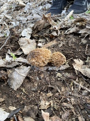 Morchella americana