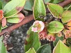 Cotoneaster divaricatus