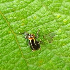Proctolabinae