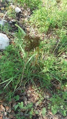 Cyperus retroflexus