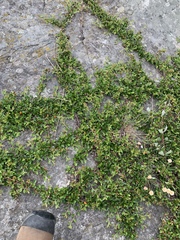 Cotoneaster divaricatus