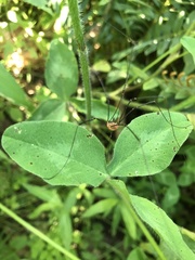 Leiobunum calcar