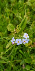 Myosotis scorpioides